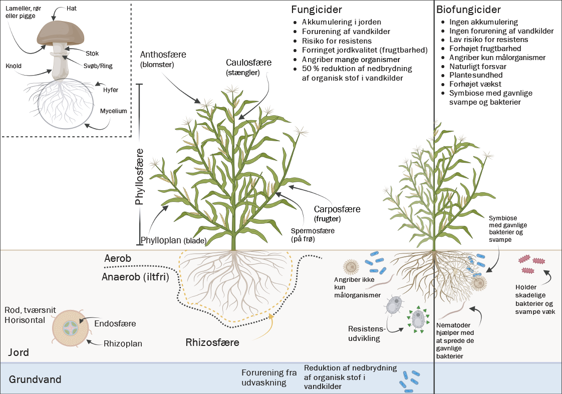 forskellen på traditionelle fungicider og biofungiciders virkninger illustreret