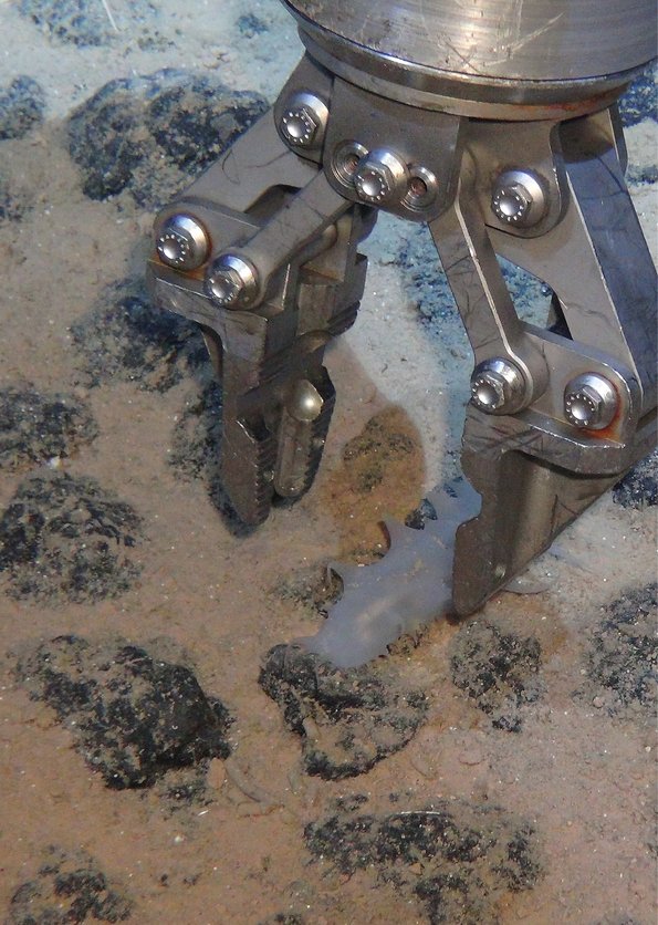 En søagurk indsamles med en ROV-arm