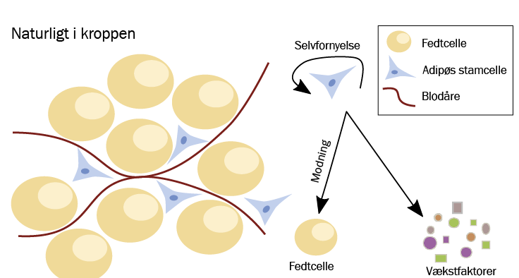 Adipøse stamceller