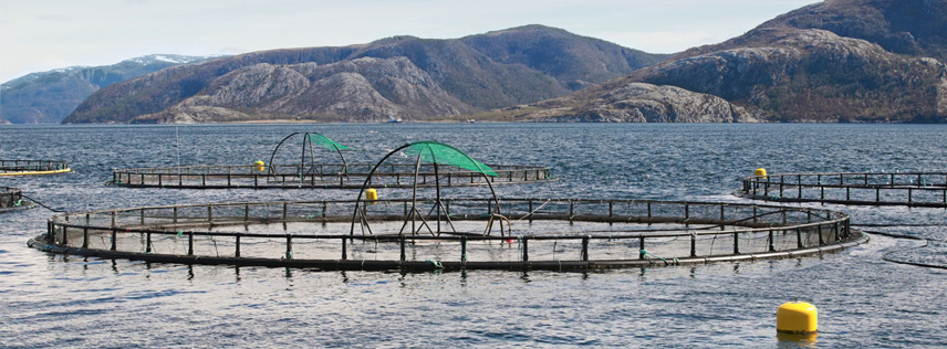Akvakultur og ny hologenomisk forskning