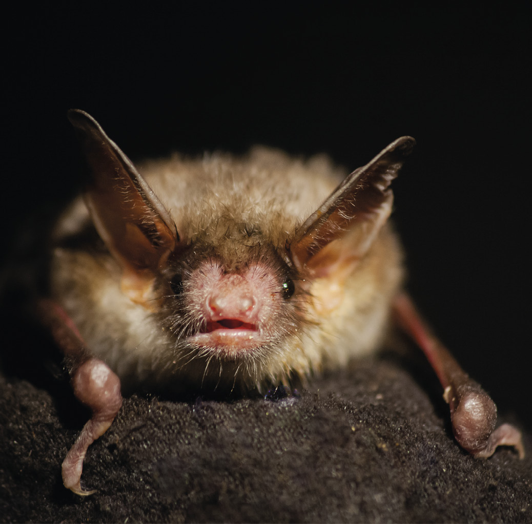 emne snyde Uundgåelig Flagermus: På nattejagt med vilde dyr - Aktuel Naturvidenskab