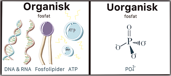 Organisk fosfat-forbindelse i DNA, RNA, fosfolipider, ATP og den uorganiske forbindelse.