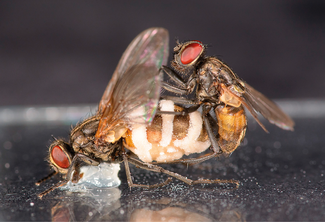 Hanfluer, der forsøger at parre sig med døde parasit-inficerede hunfluer.