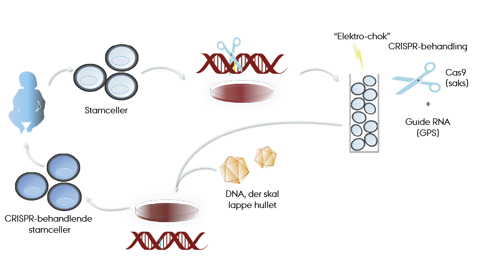 Figur, der illustrerer princippet i at behandle genetiske sygdomme som immunsygdomme ved hjælp af CRISPR-genterapi