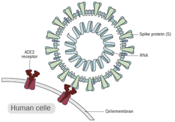 en coronavirus og receptor, ACE2