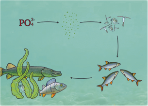 Fødekæden i en klar sø med fytoplankton, fredfisk og aborre.
