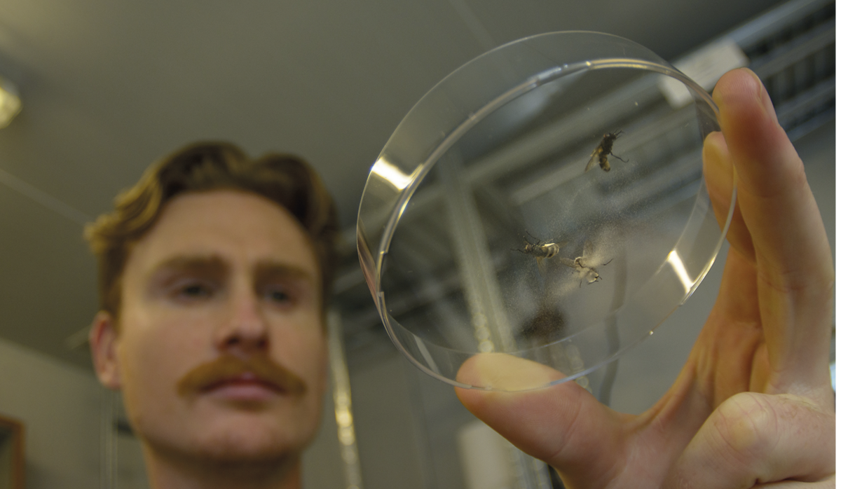 Ph.d.-studerende Sam Edwards med en petriskål med fluekadavere.