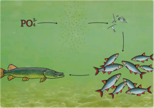 Fødekæden i en uklar sø med overbestand af fytoplankton og fredfisk.