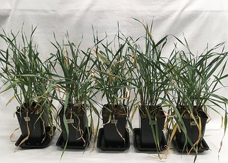 De fem planter i planteforsøget opstillet på række.